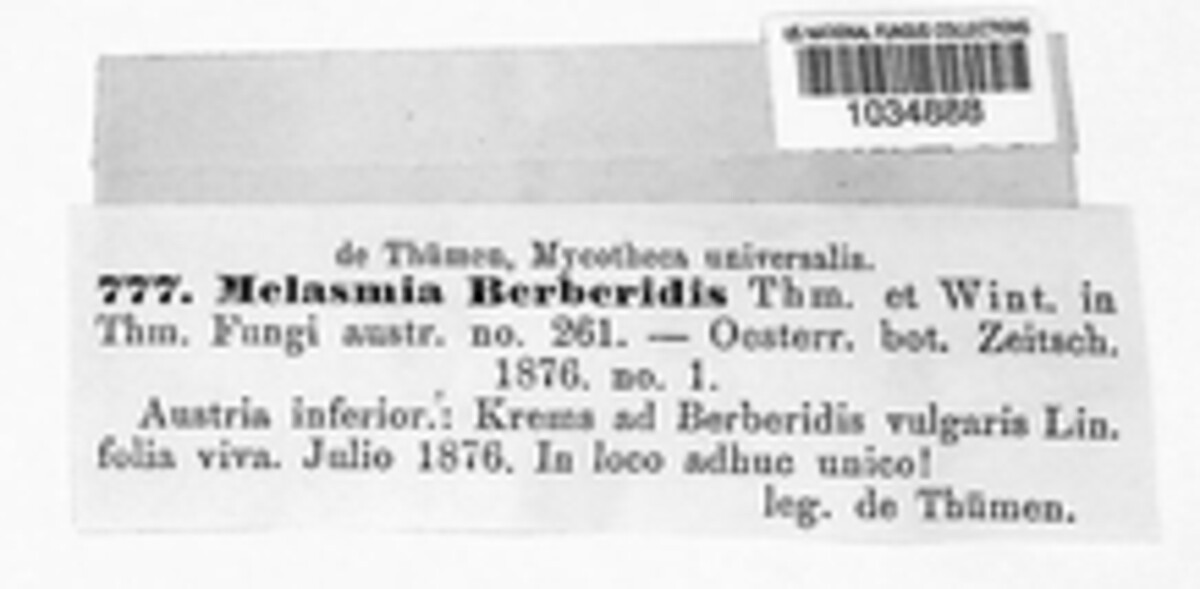 Leptostroma berberidis image